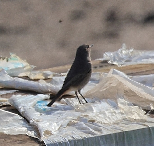 Black Redstart