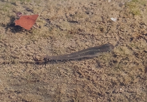 Eastern Mosquitofish