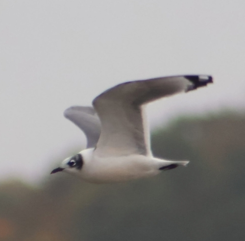 Franklin's Gull