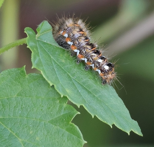 Knot Grass Moth