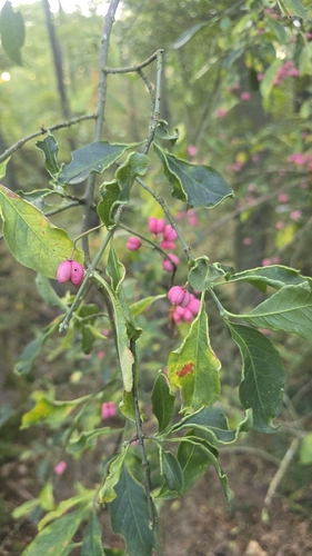 Spindle