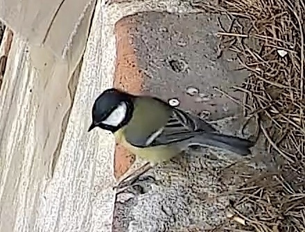 Great Tit