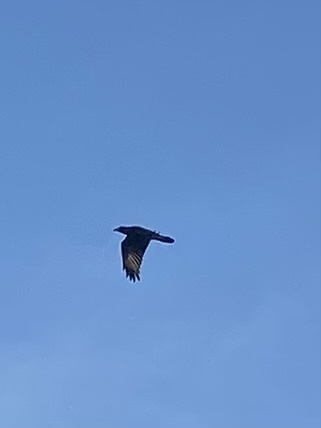 Common Raven