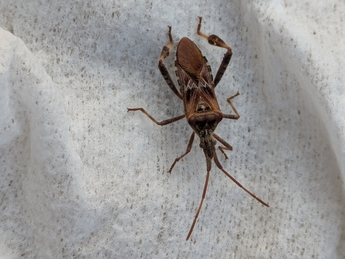 Western Conifer Seed Bug