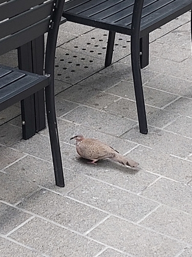 Spotted Dove