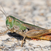 White-headed Toothed Grasshopper - Photo (c) markussehnal, all rights reserved, uploaded by markussehnal