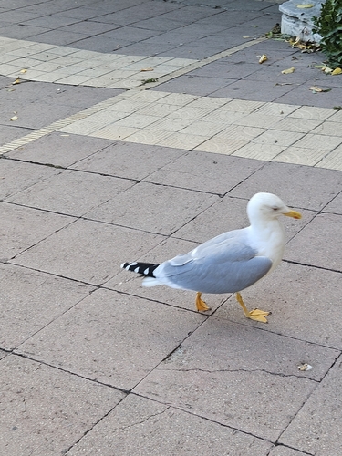 Yellow-legged Gull