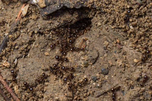 Tetramorium hippocratisTetramorium hippocratis