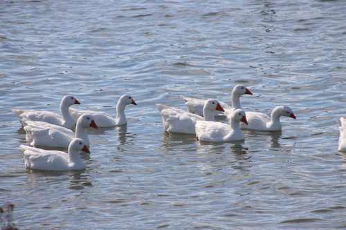 Domestic Greylag Goose