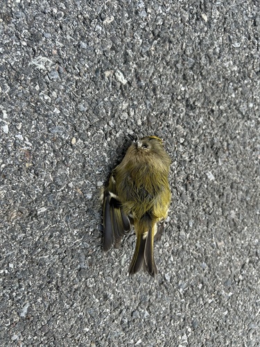 Goldcrest
