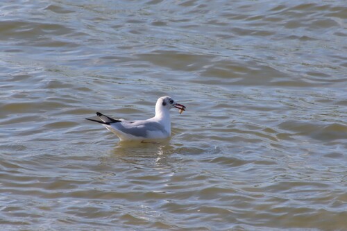 Black-headed Gull