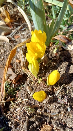 Winter Daffodil