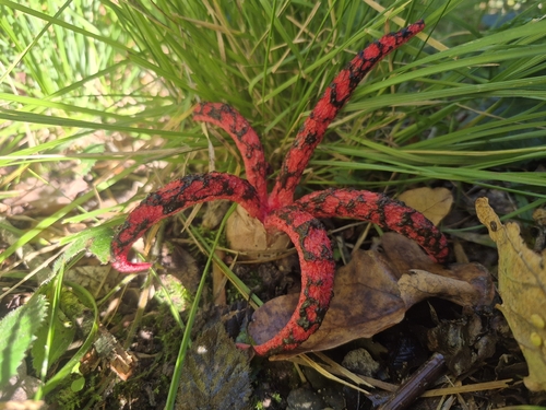 devil's-fingers