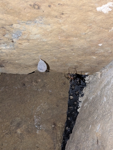 European cave spider