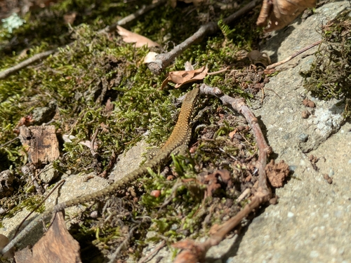Common Wall Lizard