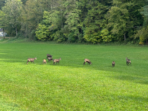 Alpine Chamois