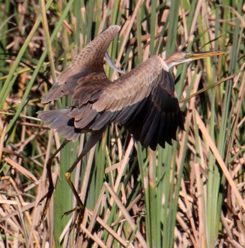 Purple Heron
