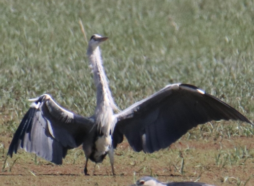 Grey Heron