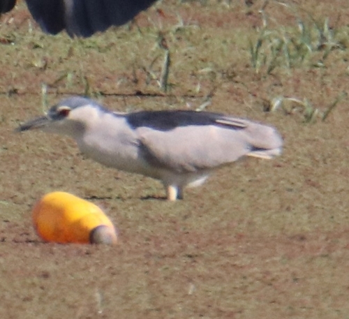 Black-crowned Night Heron