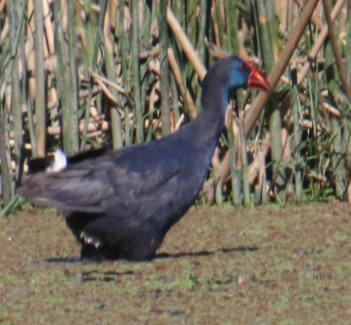 Western Swamphen