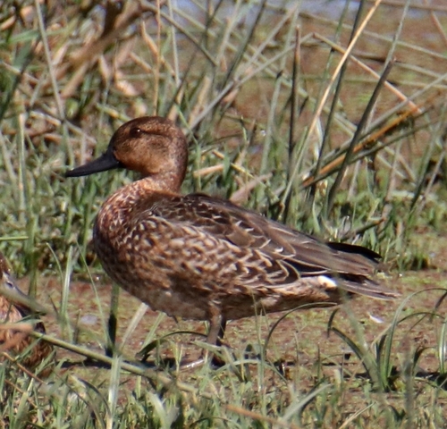 Green-winged Teal