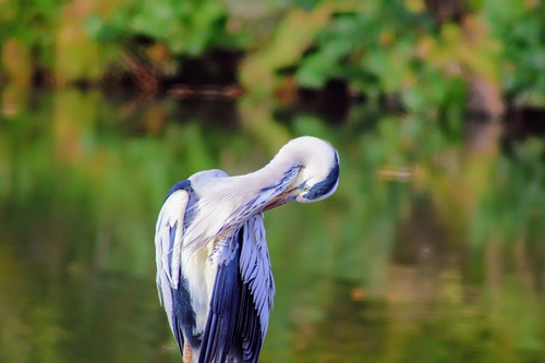 Grey Heron