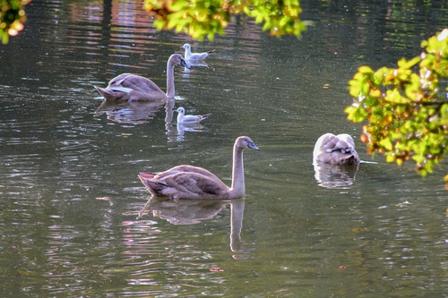 Mute Swan