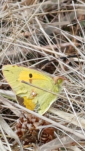 Clouded Yellow