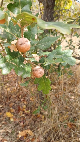 Andricus quercustozae