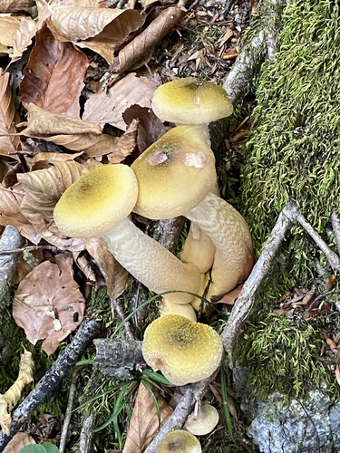 Honey Mushroom