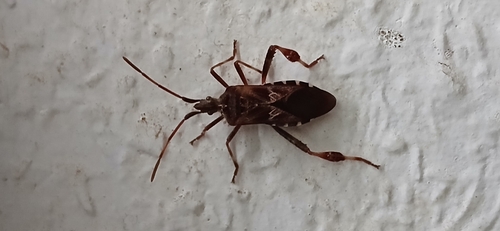 Western Conifer Seed Bug