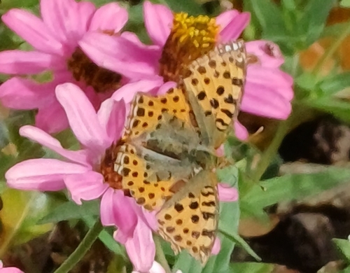 Queen of Spain Fritillary