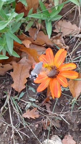 Eurasian Hummingbird Hawkmoth