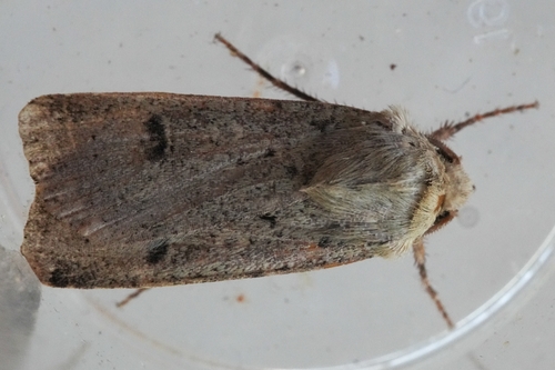 Crescent Dart