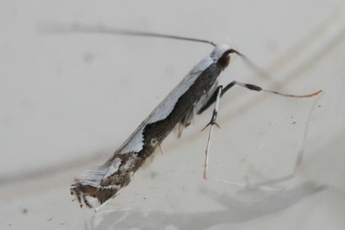 Echium leaf miner