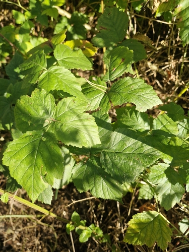 European dewberry