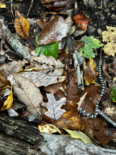 Central Ratsnake observed by ridgecook