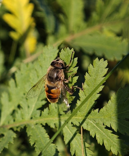 Common Drone Fly
