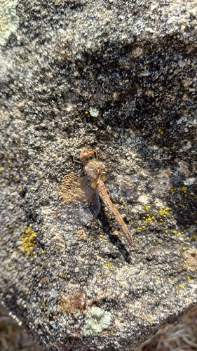 Common Darter
