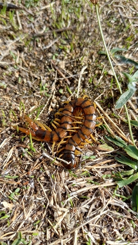 Mediterranean Banded Centipede