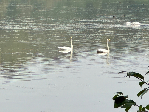 Whooper Swan