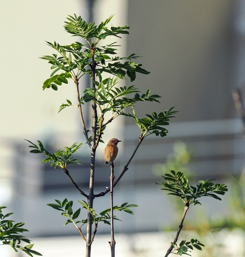 European Stonechat