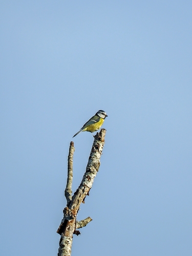 Eurasian Blue Tit