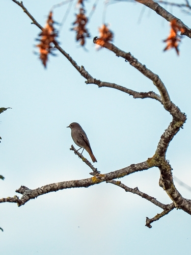 Black Redstart