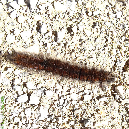 Fox Moth