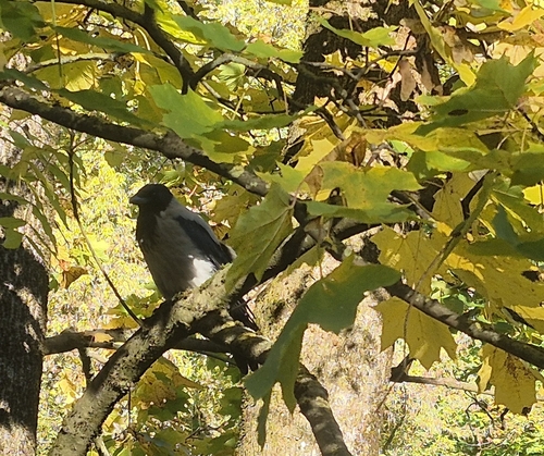 Hooded Crow