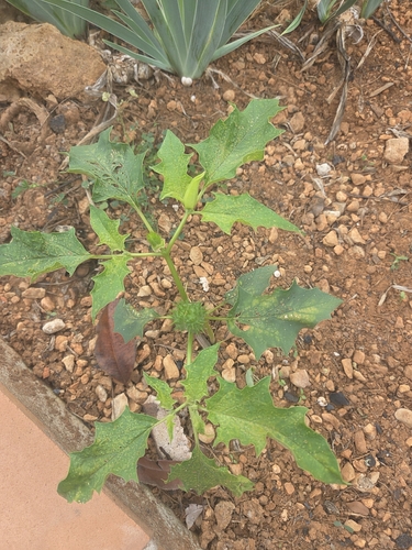 jimsonweed