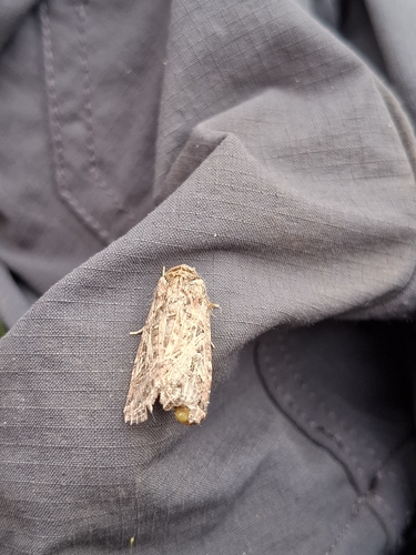 Mediterranean Brocade