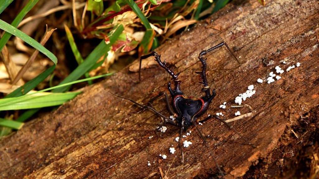 Sadocus ingens from Nueva Imperial, Araucanía, Chile on December 21 ...
