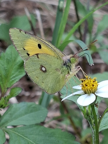 Clouded Yellow